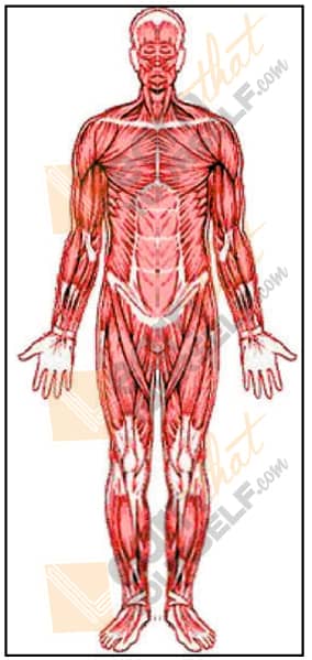 muscles anatomy study