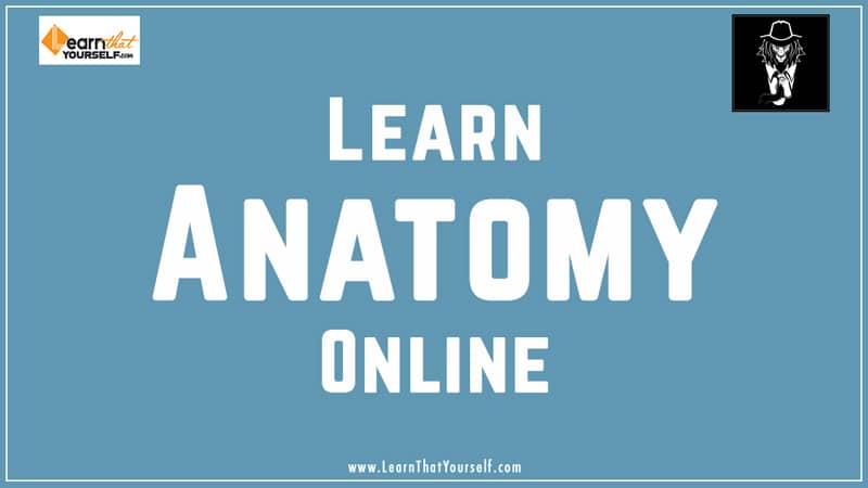 Learn Anatomy online free