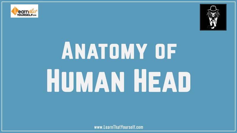 Anatomy of Head for drawing